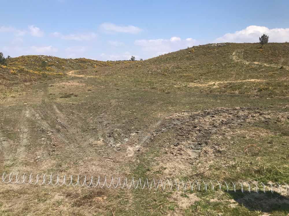 previo-vacas-pinzas-3