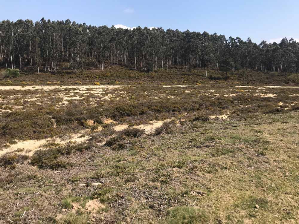 previo-vacas-pinzas-4