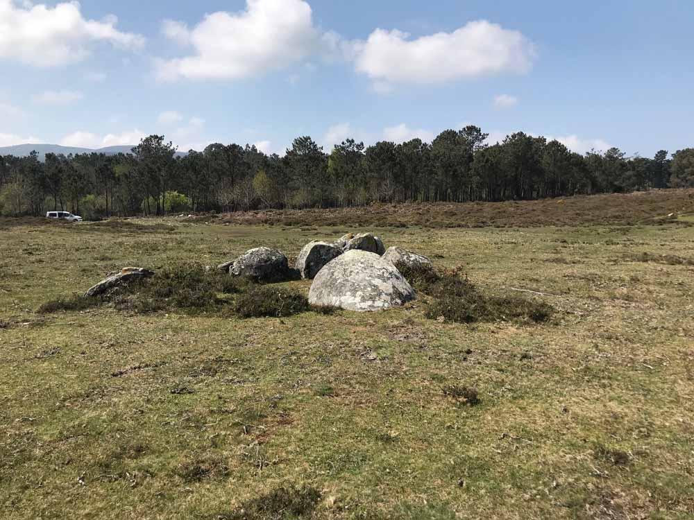 previo-vacas-pinzas-6