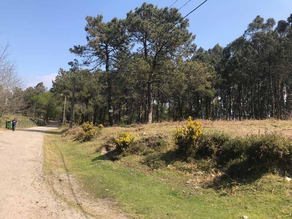 previo-vacas-pinzas-7
