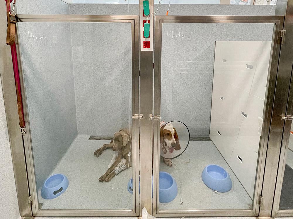 veterinaria_06
